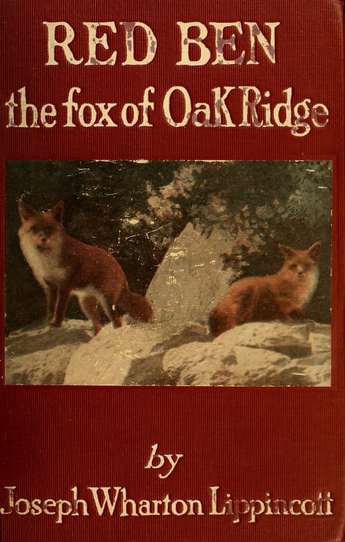 Red Ben the Fox of Oak Ridge